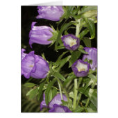 Purple flowers of Giverny (Front)