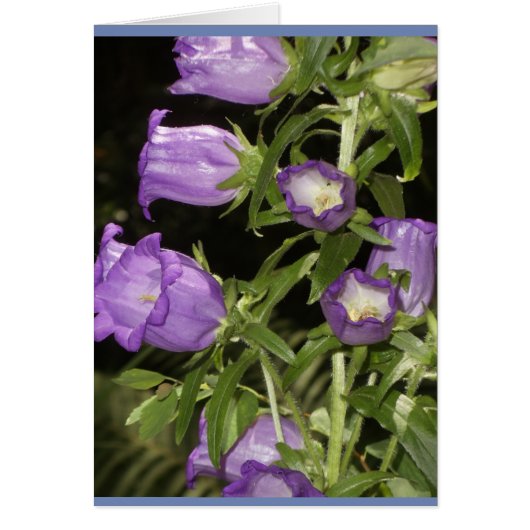 Purple flowers of Giverny (Front)