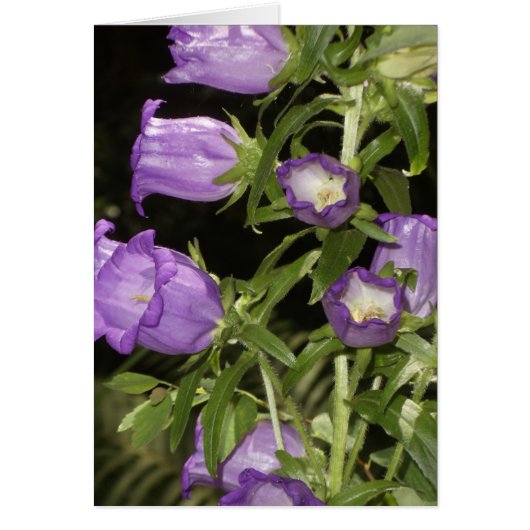 Purple flowers of Giverny Cards (Front)