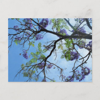Purple Flowers On Tree Branches Postcard