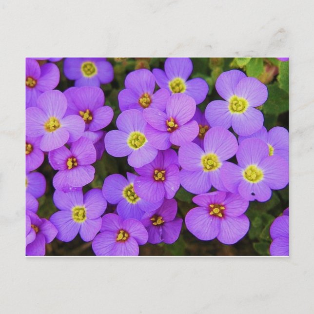 Purple Flowers Peace Love Destiny Postcard (Front)