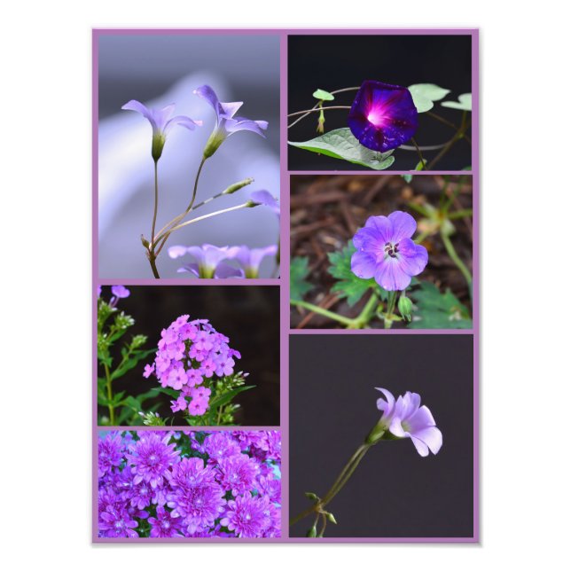 Purple Flowers Photo Collage (Front)