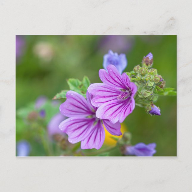 Purple Flowers Postcard (Front)
