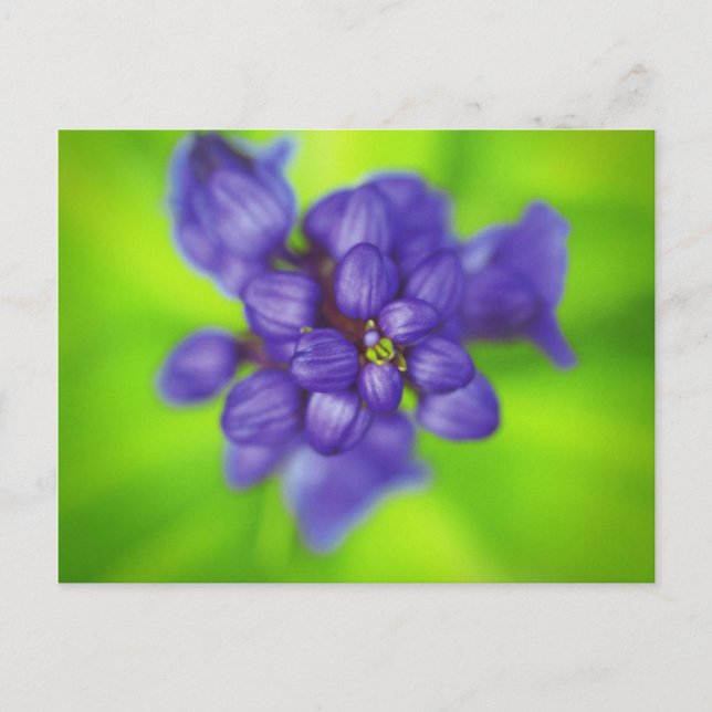 purple flowers postcard (Front)