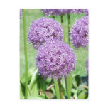 Purple Flowers Postcard