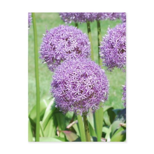 Purple Flowers Postcard