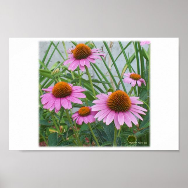 Purple Flowers Poster (Front)