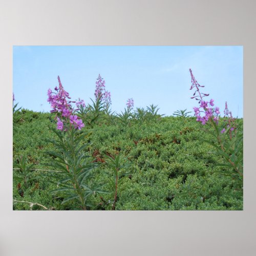 Purple Flowers _ poster