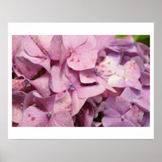 Purple Flowers Poster