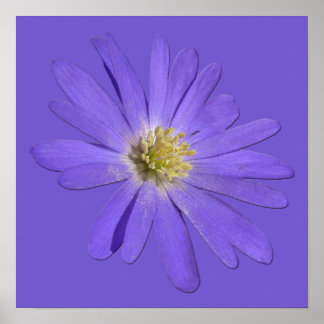 Purple Flowers Print Blue Daisies Art Poster