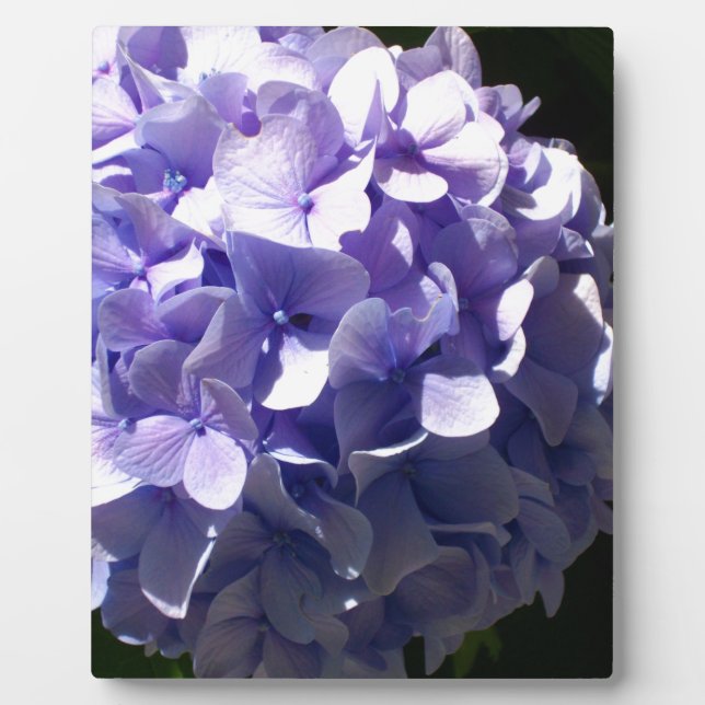 Purple flowers purple floral purple hydrageas plaque (Front)