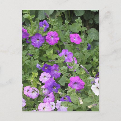 Purple Flowers Spring Garden Theme Petunia Floral Postcard