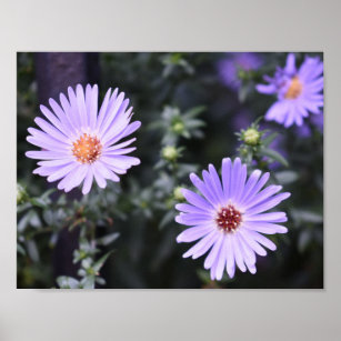 Purple Flowers Summer Nature Photography Floral Poster