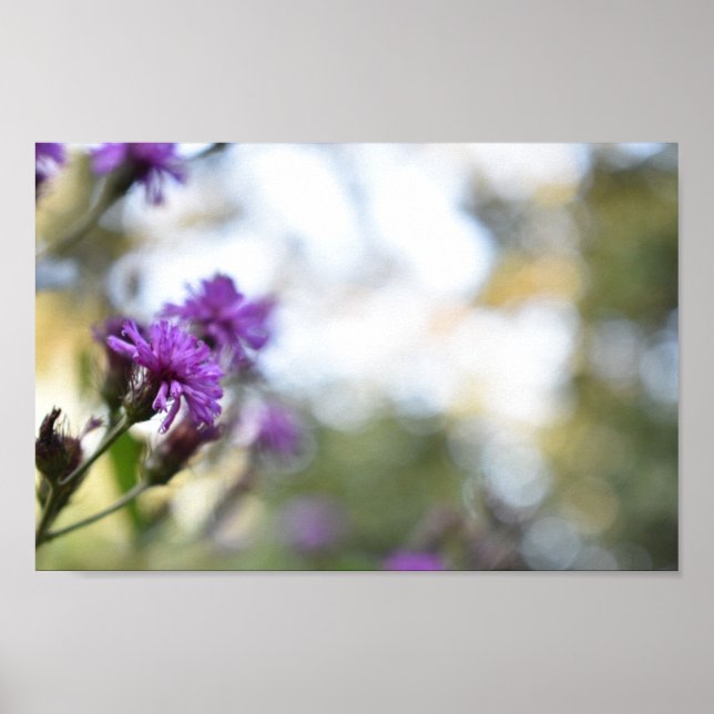 Purple Flowers Summer Nature Photography Floral Poster (Front)
