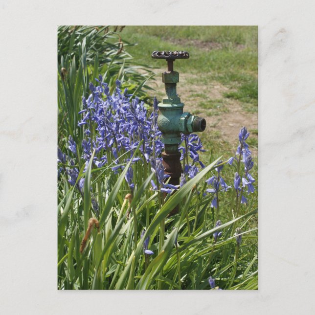 purple flowers surrounding vintage water spigot postcard (Front)