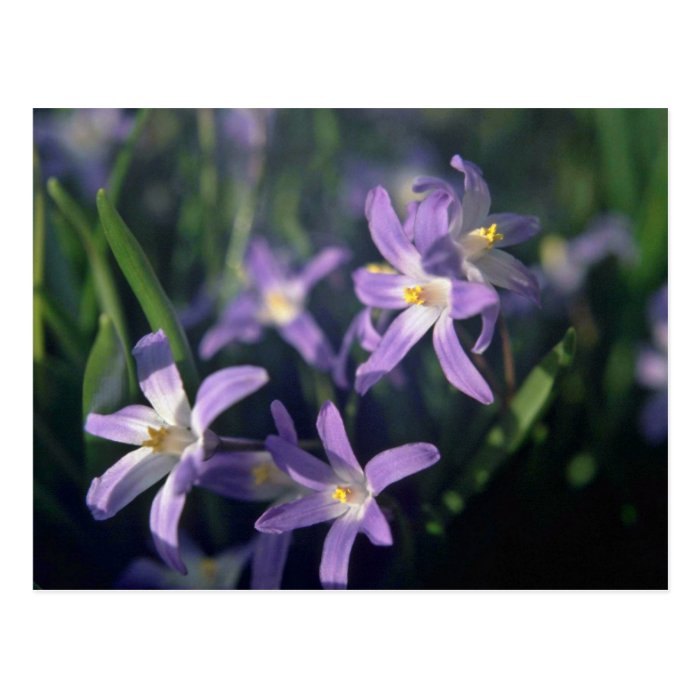 Purple Flowers With White Centers flowers Post Card