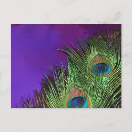 Purple Foil Peacock Postcard