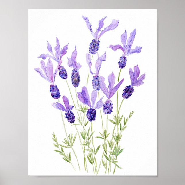 purple French lavender watercolor  Poster (Front)