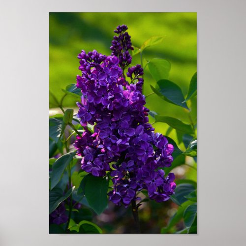 Purple French Lilac Poster