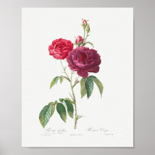 Purple French Rose Vintage Floral Pink Maroon Rose Poster