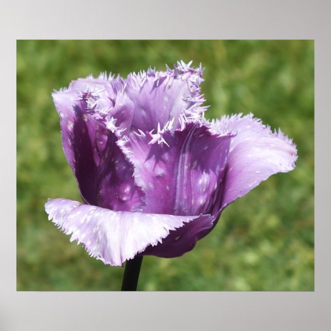 Purple Fringed Tulip Poster (Front)