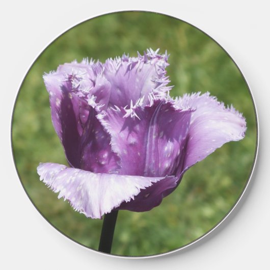 Purple Fringed Tulip Wireless Charger (Front)