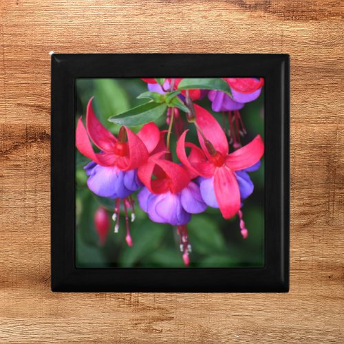 Purple Fuchsia with Pink Sepals Floral Gift Box