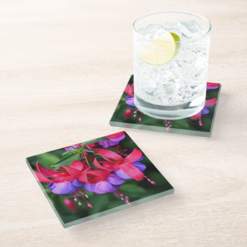 Purple Fuchsia with Pink Sepals Floral Glass Coaster