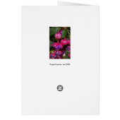Purple Fuschia Cards (Back)