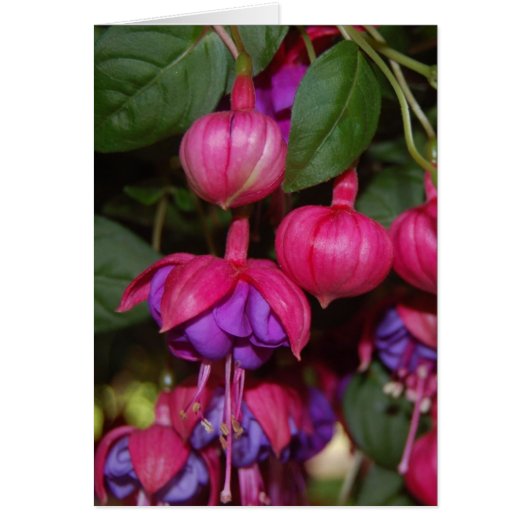 Purple Fuschia Cards (Front)