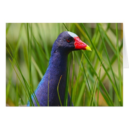 Purple Gallinule Cards (Front Horizontal)