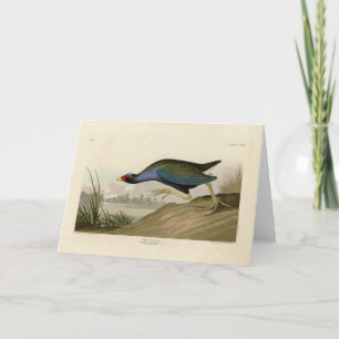 Purple Gallinule from Audubon's Birds of America Card