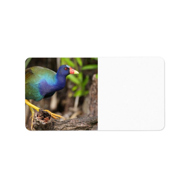 purple gallinule label (Front)