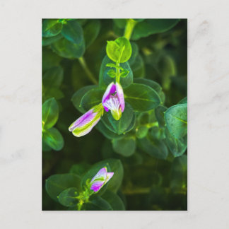 Purple Garden Blooms in Green Leaves Postcard