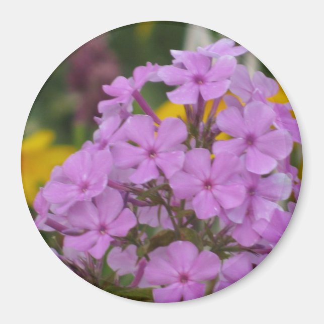 Purple Garden Phlox 3" Round Magnet (Front)