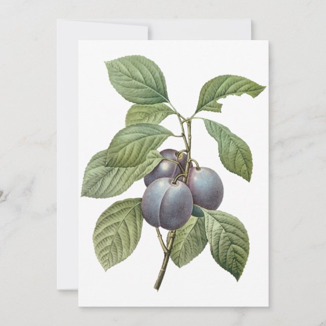 Purple Garden Plums by Redoute Invitation (Front)