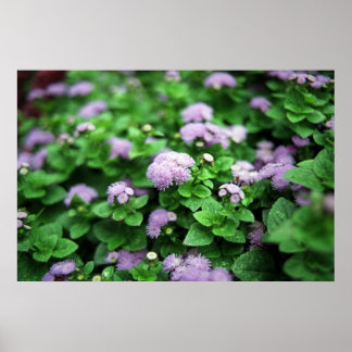 Purple Garden Poster