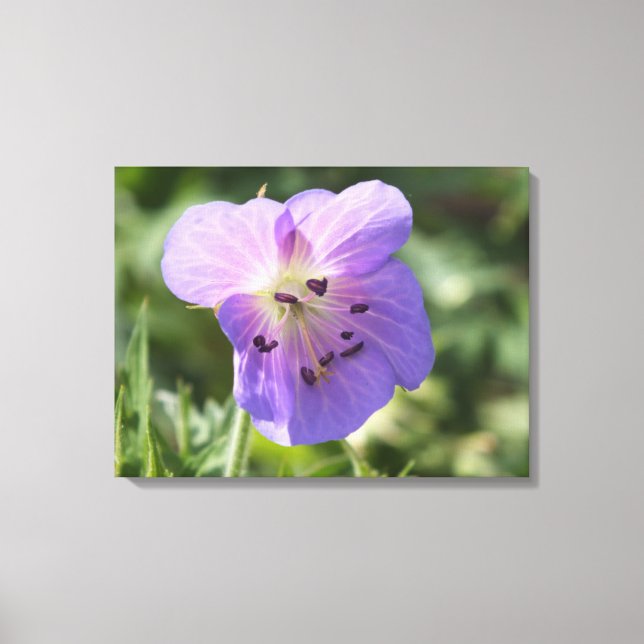 Purple Geranium Flower on Canvas Print (Front)