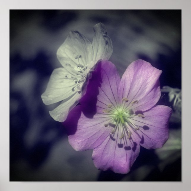 Purple Geranium Flowers Partial Color Poster (Front)