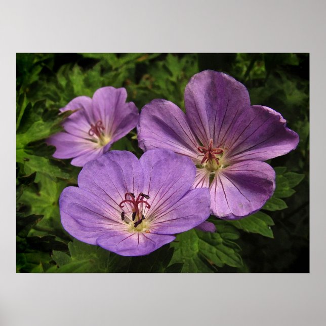 Purple Geranium Flowers Poster (Front)