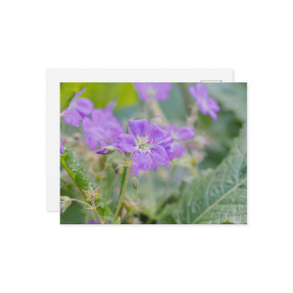 Purple Geranium Wildflower Summer Photograph Postcard