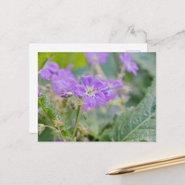 Purple Geranium Wildflower Summer Photograph Postcard (Front/Back In Situ)