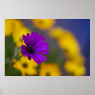 Purple Gerbera Among Yellow Flowers Poster