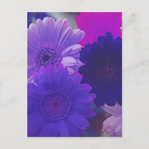 Purple Gerbera Daisy Flower Photo Art Postcard