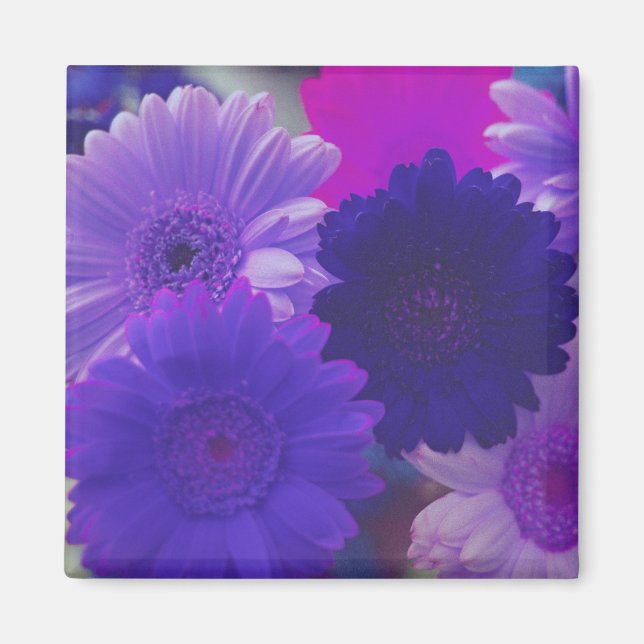 Purple Gerbera Daisy Flowers Refrigerator Magnets (Front)