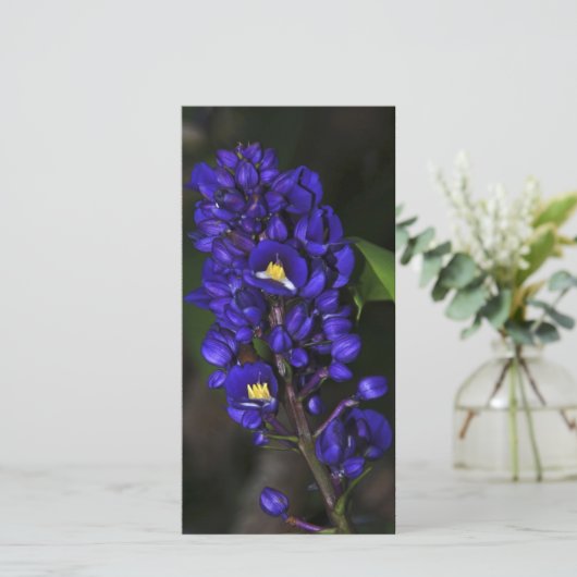 Purple Ginger (Standing Front)
