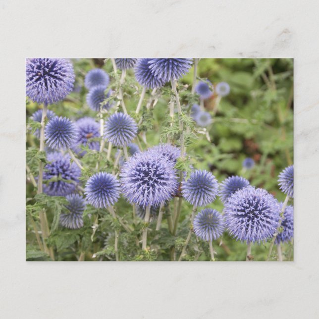 Purple Globe Thistles in a Swiss Garden Postcard (Front)
