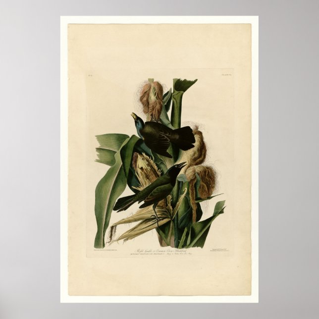 Purple Grakle Poster (Front)