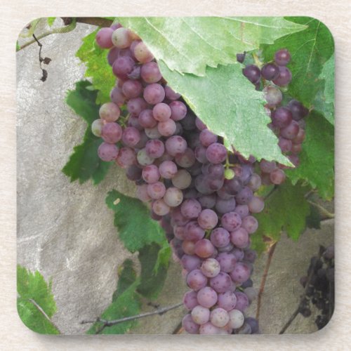 Purple Grapes on the Vine Coaster