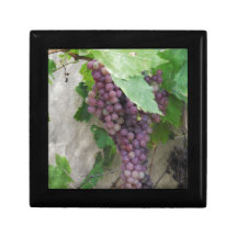Purple Grapes on the Vine